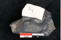 Foto (Detailansicht) von Baiera australis Ettingshausen (NHMW-GEO-2024-0188-10277a)